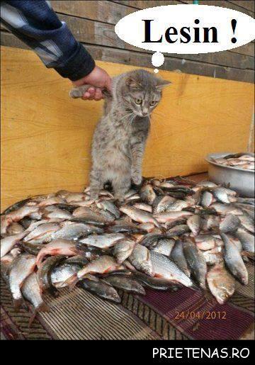 de prin lume  :) - pisi.jpg